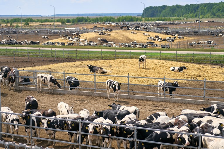 Молочная кислота: невидимый помощник в хозяйстве, на пасеке и в производстве